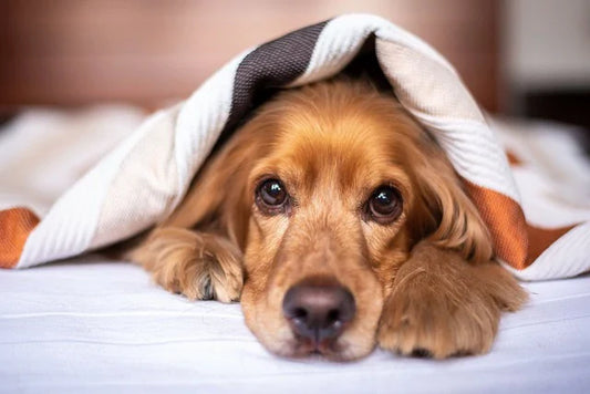 Why Are My Dogs Eyes Red? Understanding the Causes and Treatments