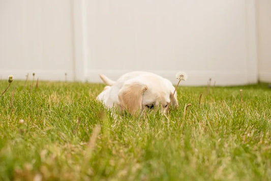 How Long Can You Leave a Puppy Alone? Understanding the Factors and Guidelines for Pet Owners