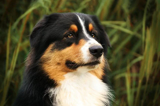 What Kind of Dog Is Bluey? A Guide to the Animated Australian Cattle Dog
