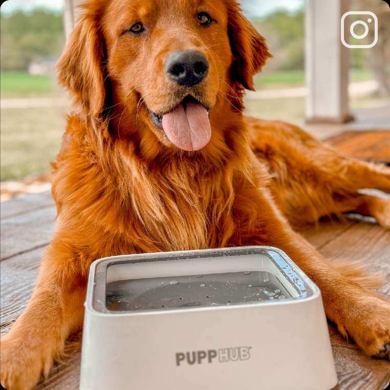 Stylish Stainless Dog Bowl