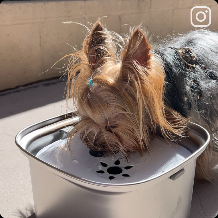 1L No-Spill Dog Bowl