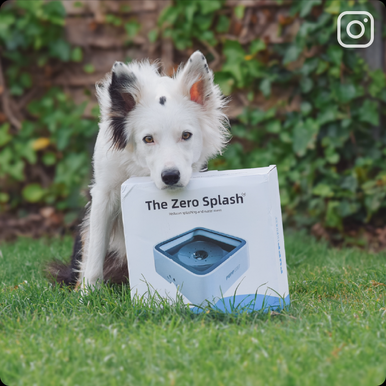 101oz Ultra Zero Splash Dog Bowls