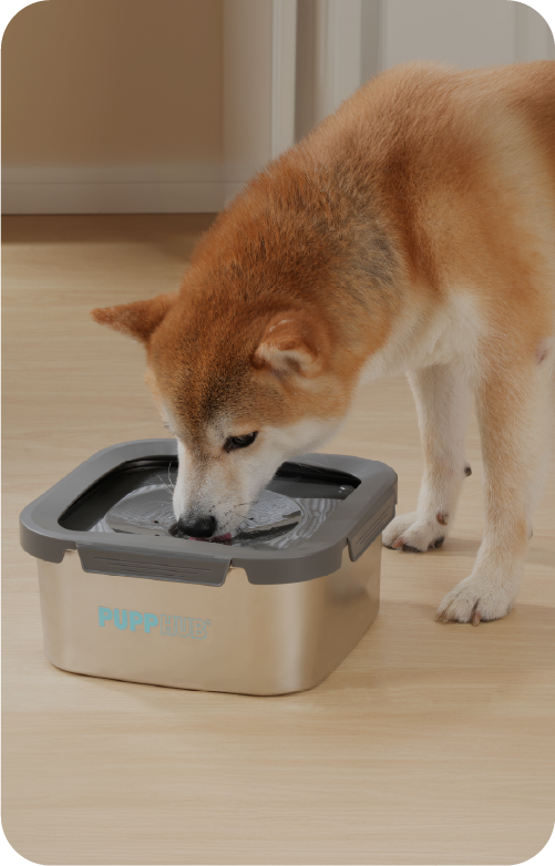 Dog Food Bowl