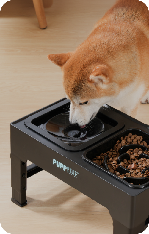 Dog Food Bowl