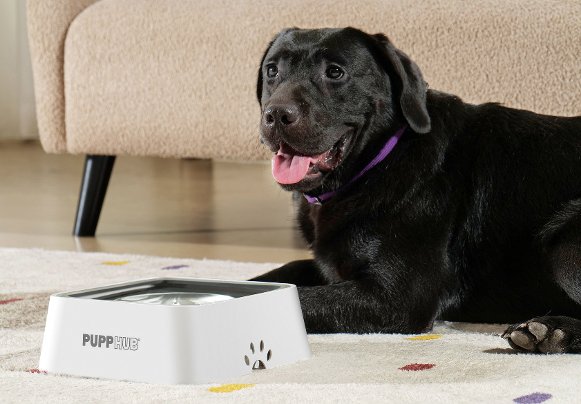 Zero Splash Dog Bowl