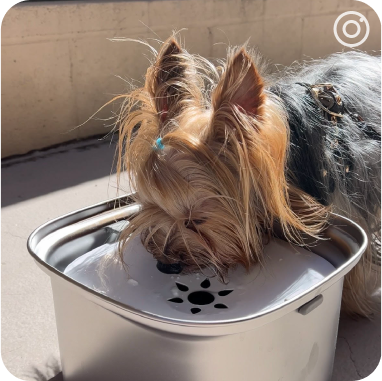 Premium Stainless Steel Dog Bowl