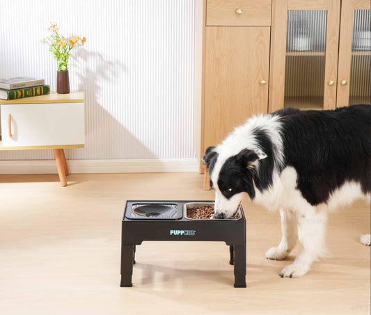 The Benefits of a Dog Bowl with Stand: Why Your Pup Needs One