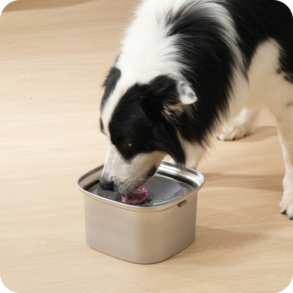 Dog flips water bowl deals