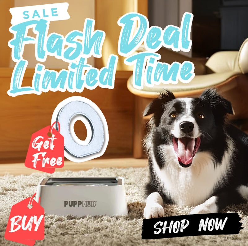 spill resistant dog bowl