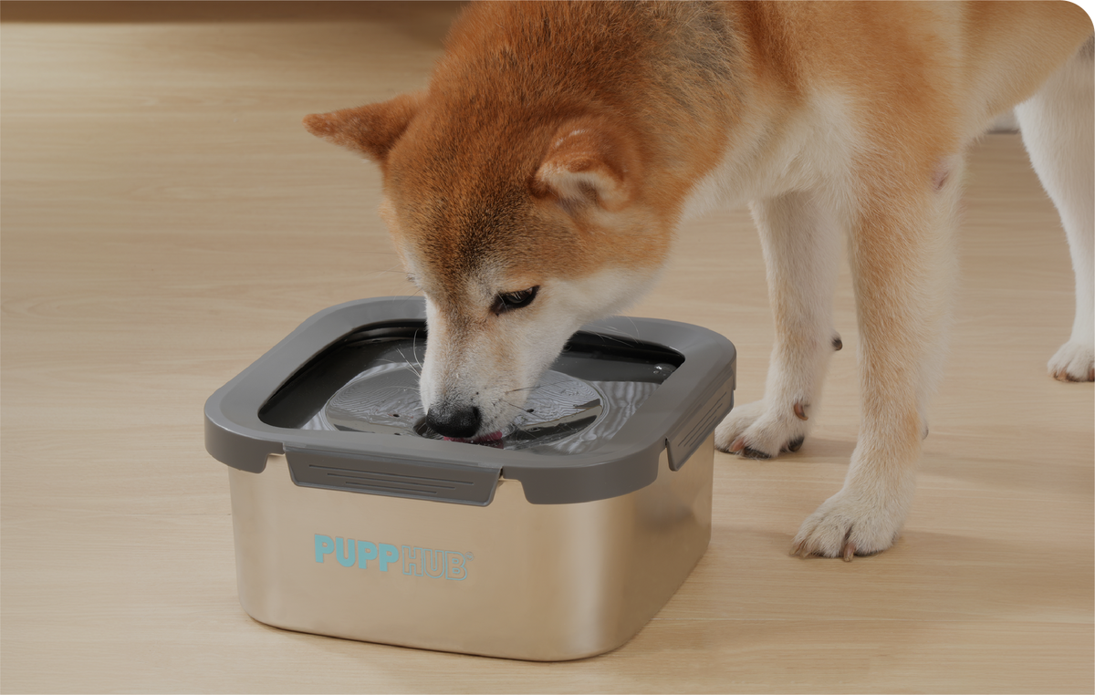 PuppHub - Innovative No-Spill Dog Bowls & Accessories