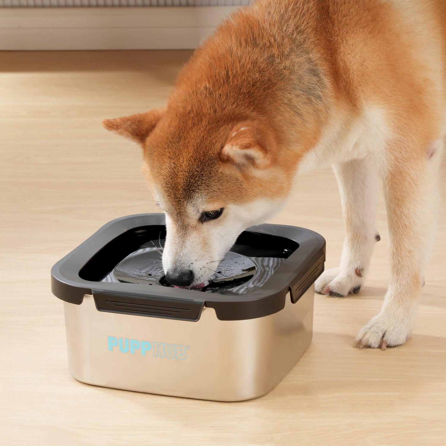 Dog Water Bowls