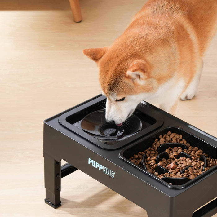 the zero splash pet bowl