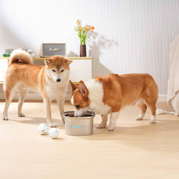 slow drinking water bowl for dogs