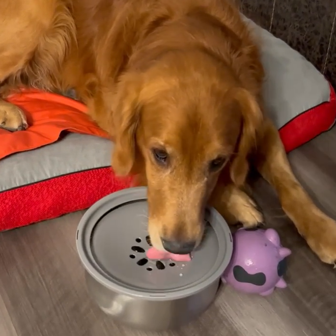 spill-proof water bowl for large dogs
